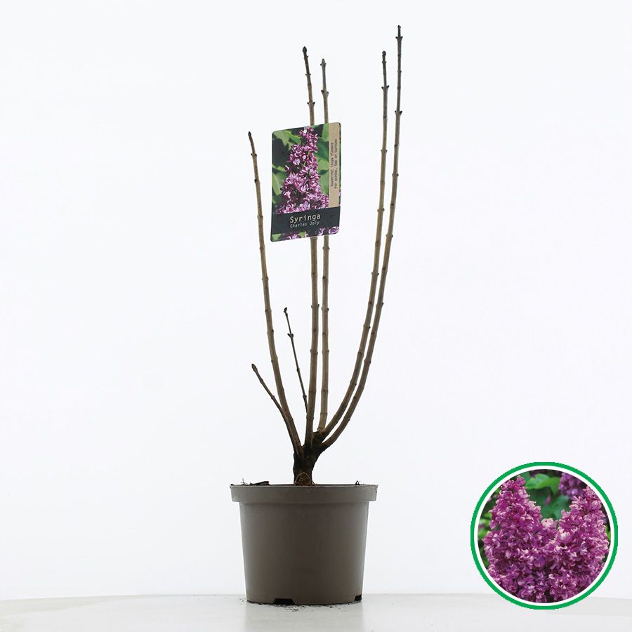 Syringa vulgaris 'Charles Joly' C5 (23cm.), D 23
