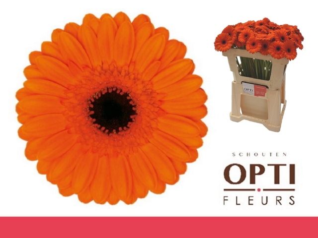 Гермини Карамба, шт. Гермини Карамба, шт.