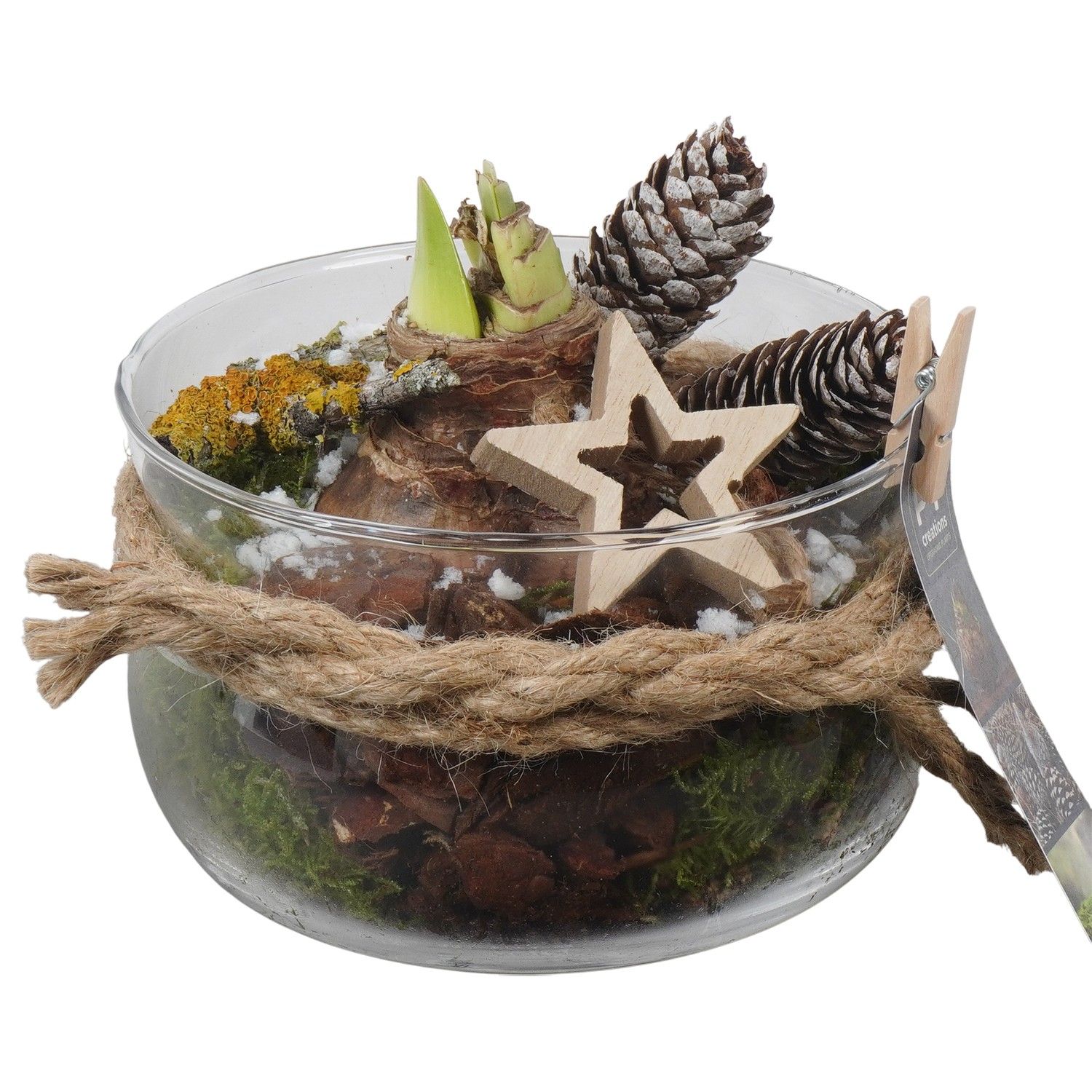 PTACH5934 Arrangement Amaryllis Christmas in glas schaal, D 16 cm