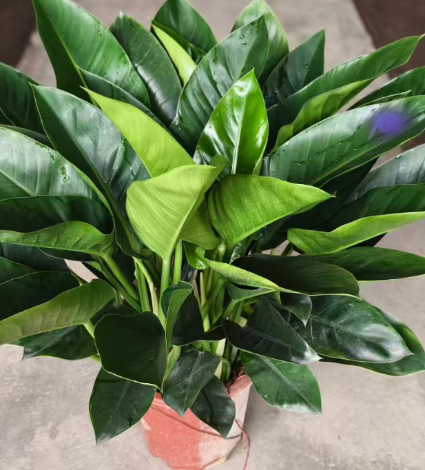 Аглаонема Таи Даймонд 28 80