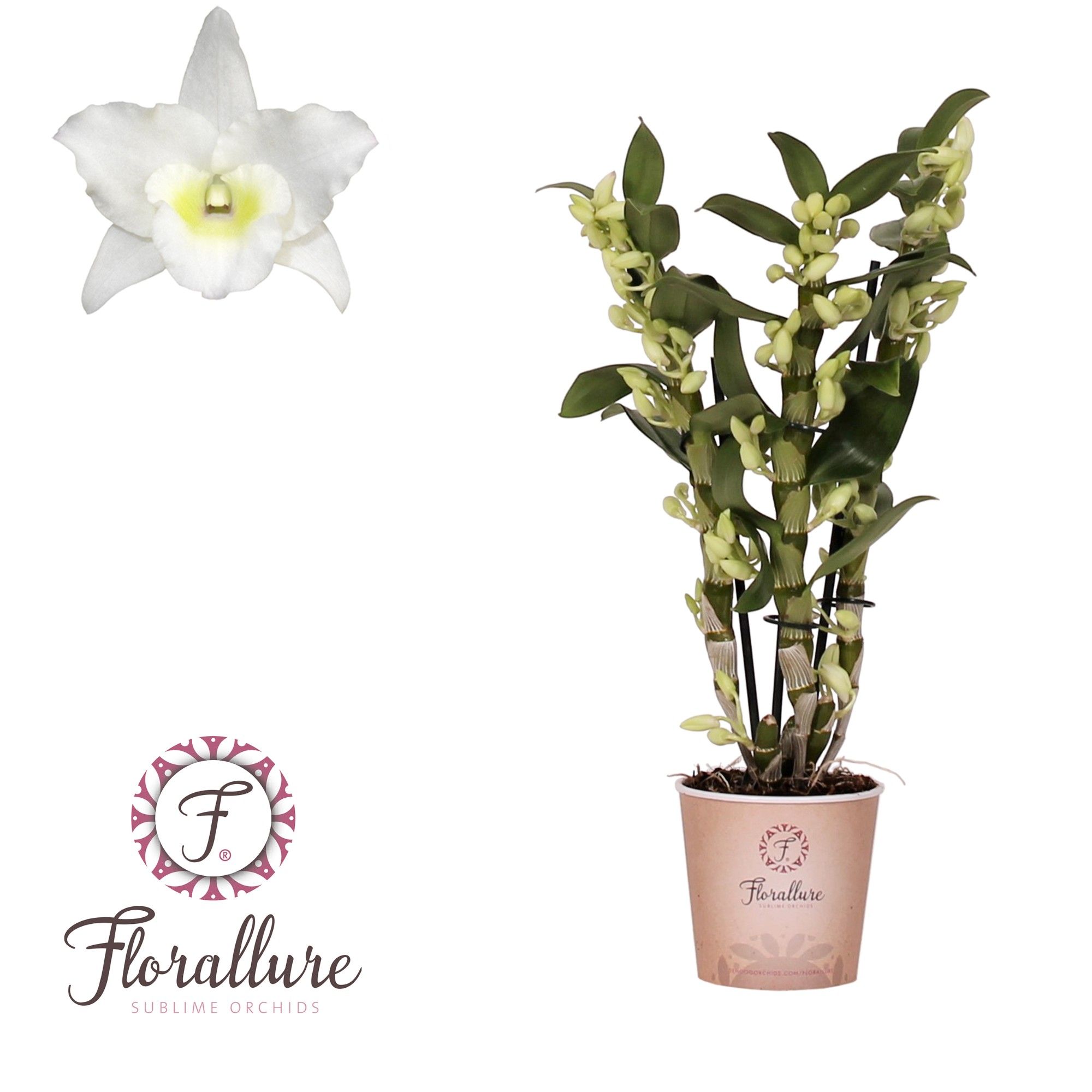Dendrobium Nobile Apollon 3 stam 24+ tros Florallure, D 12
