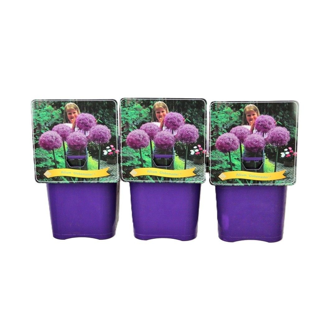 Allium 'Globemaster' C5, D 21