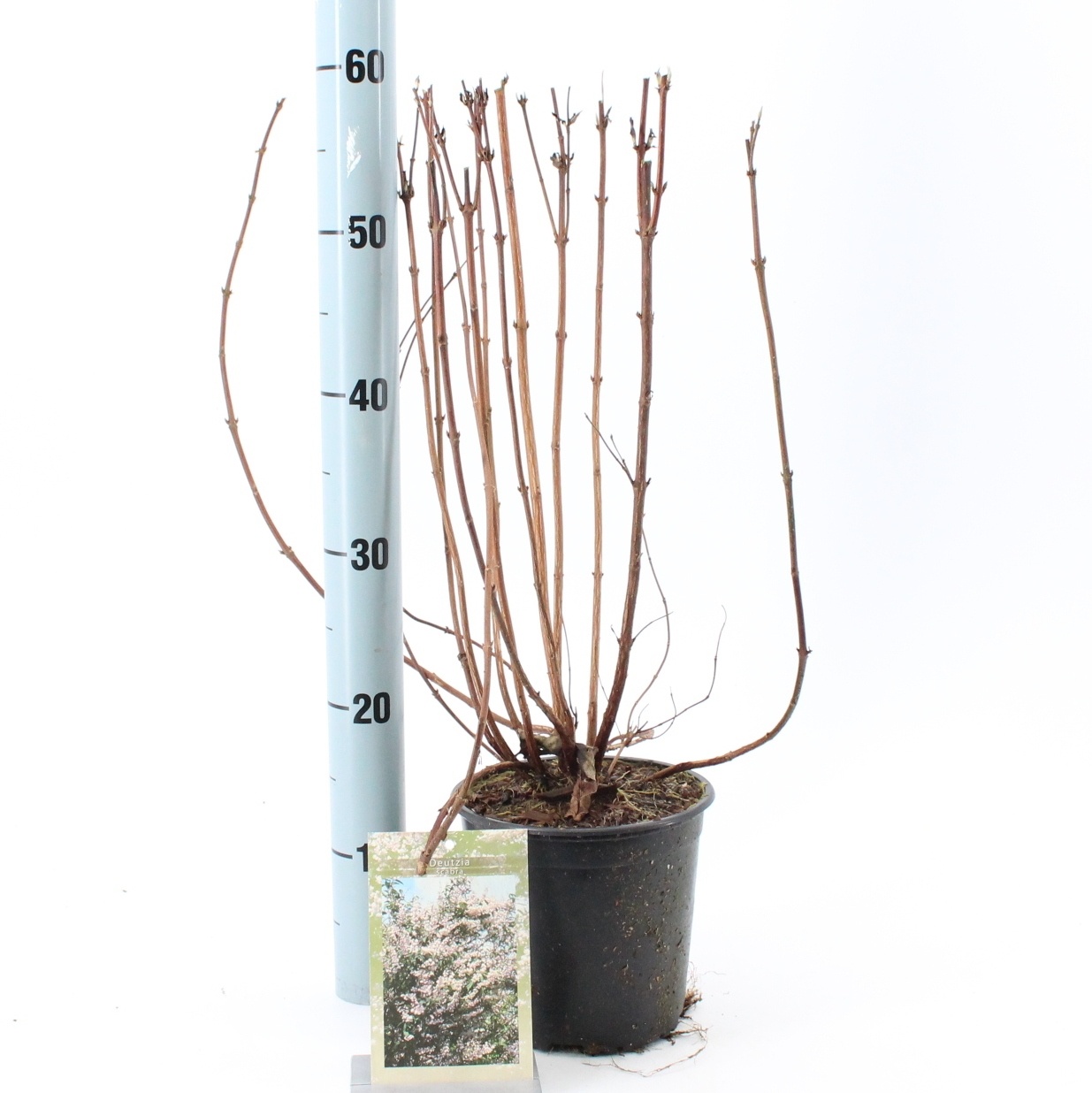 Deutzia scabra, D 17