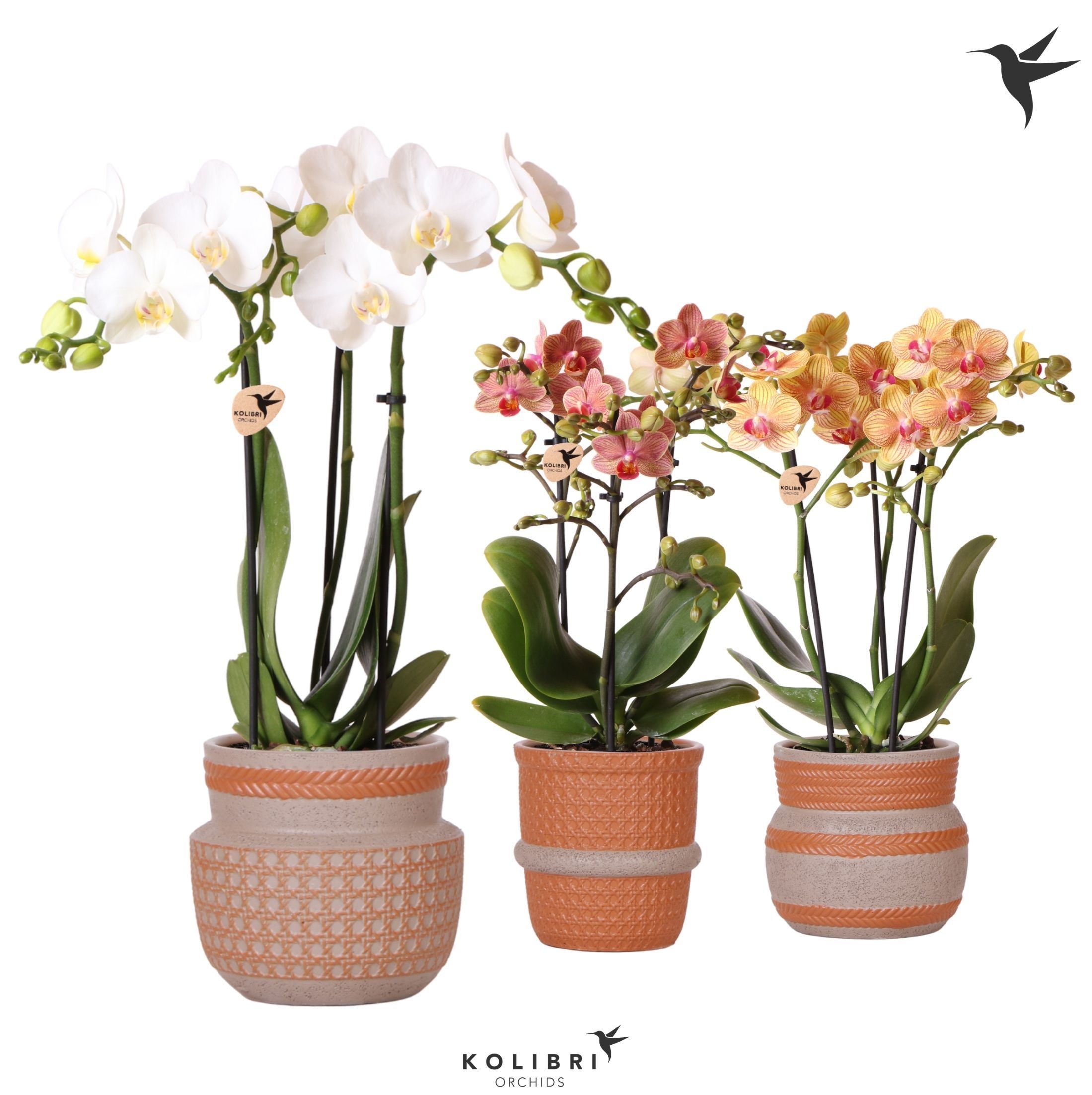 Kolibri Orchids Phalaenopsis mix 3 spike in Ethnic terracotta, D 9