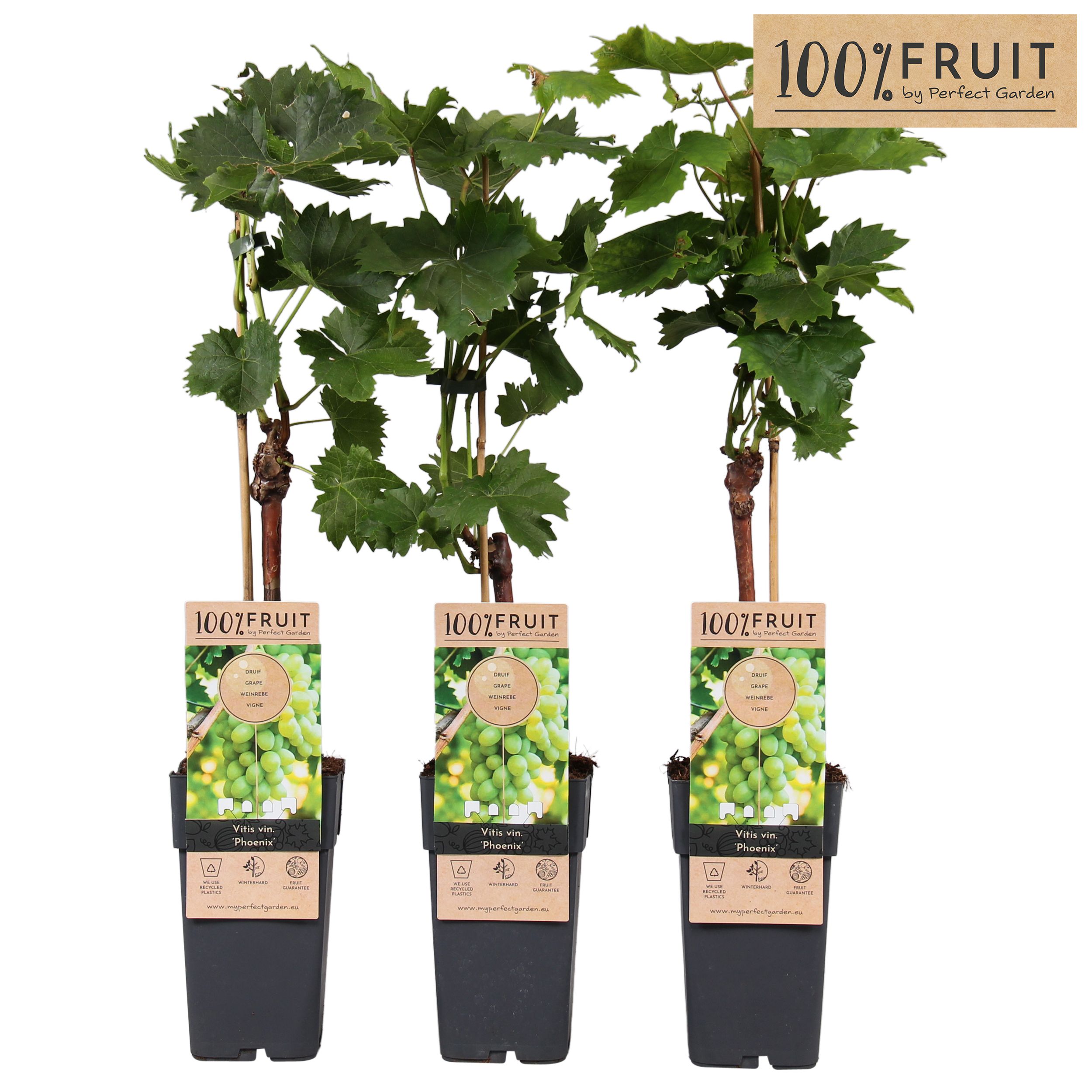 Vitis Phoenix (geënt) P15, D 15 cm Vitis Phoenix (geënt) P15, D 15 cm