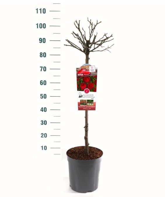 Rosa 'Manora' - 60 Stam - Exclusive Collection, D 24