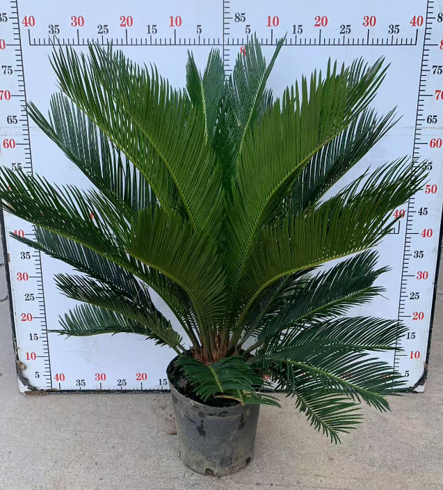 Саго цикас Премиум Цикас 18 70