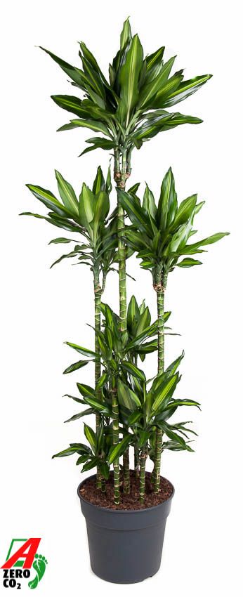 Dracaena Cintho 120-carrousel, D 34