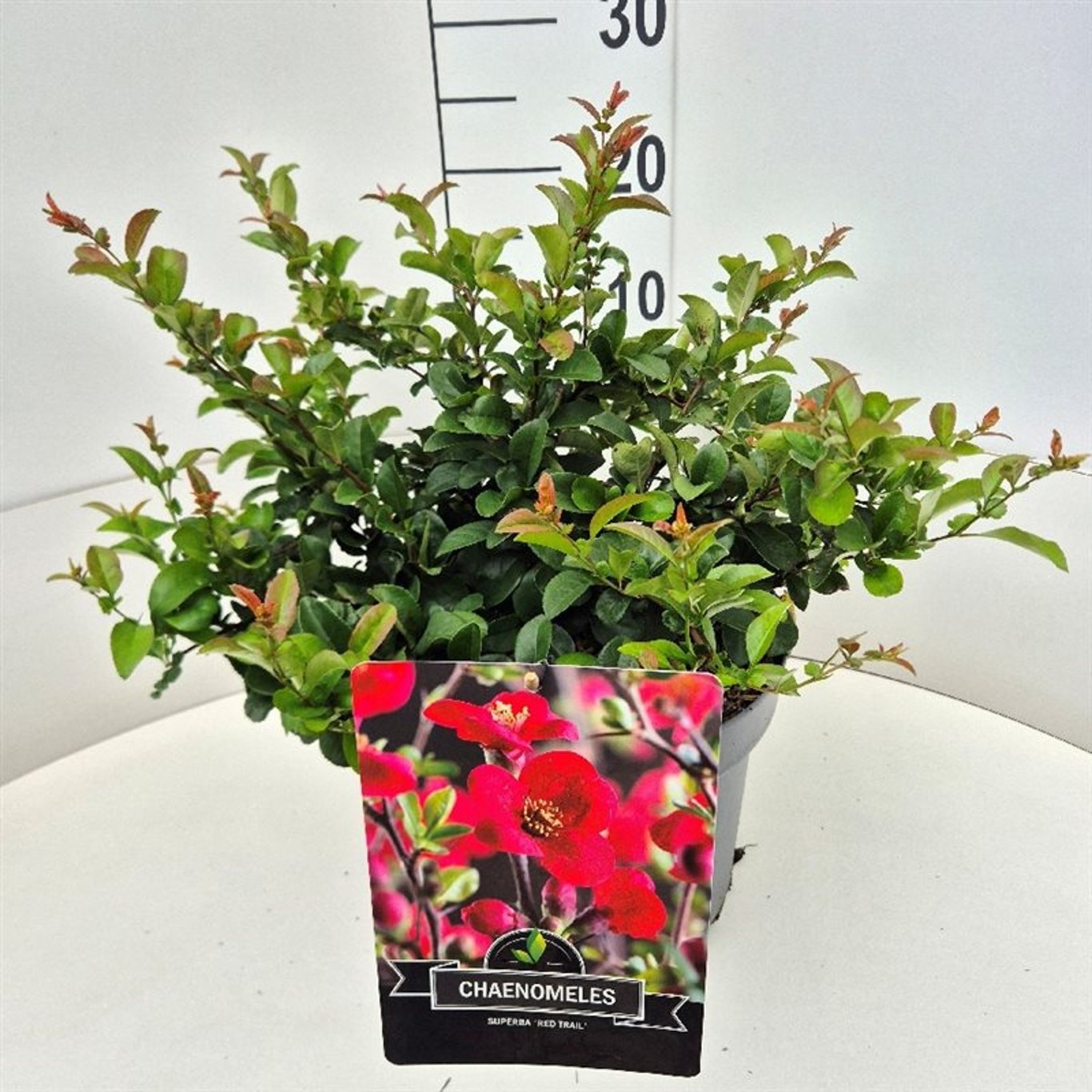 Chaenomeles sup. 'Red Trail', D 28