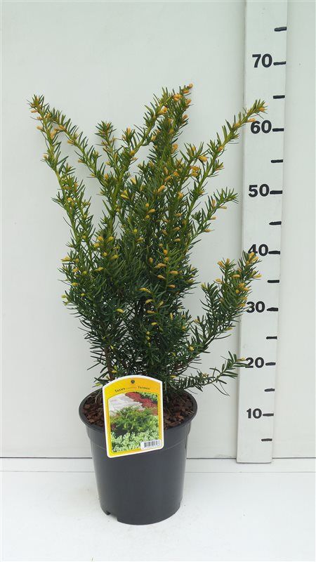 Taxus cuspidata 'Farmen', D 19