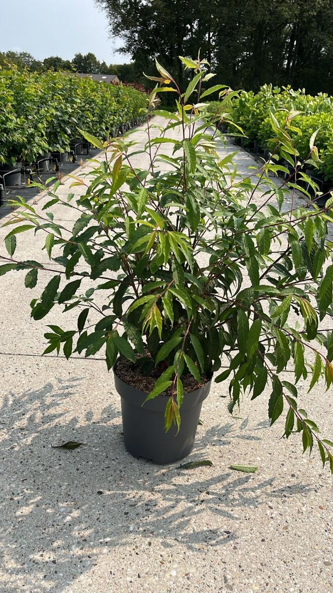 Prunus serrula, D 32