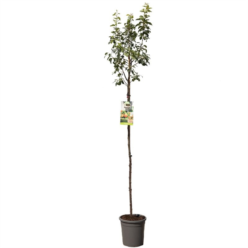 Pyrus comm. Williams hoogstam VERS GEPOT, Handpeer, D 31