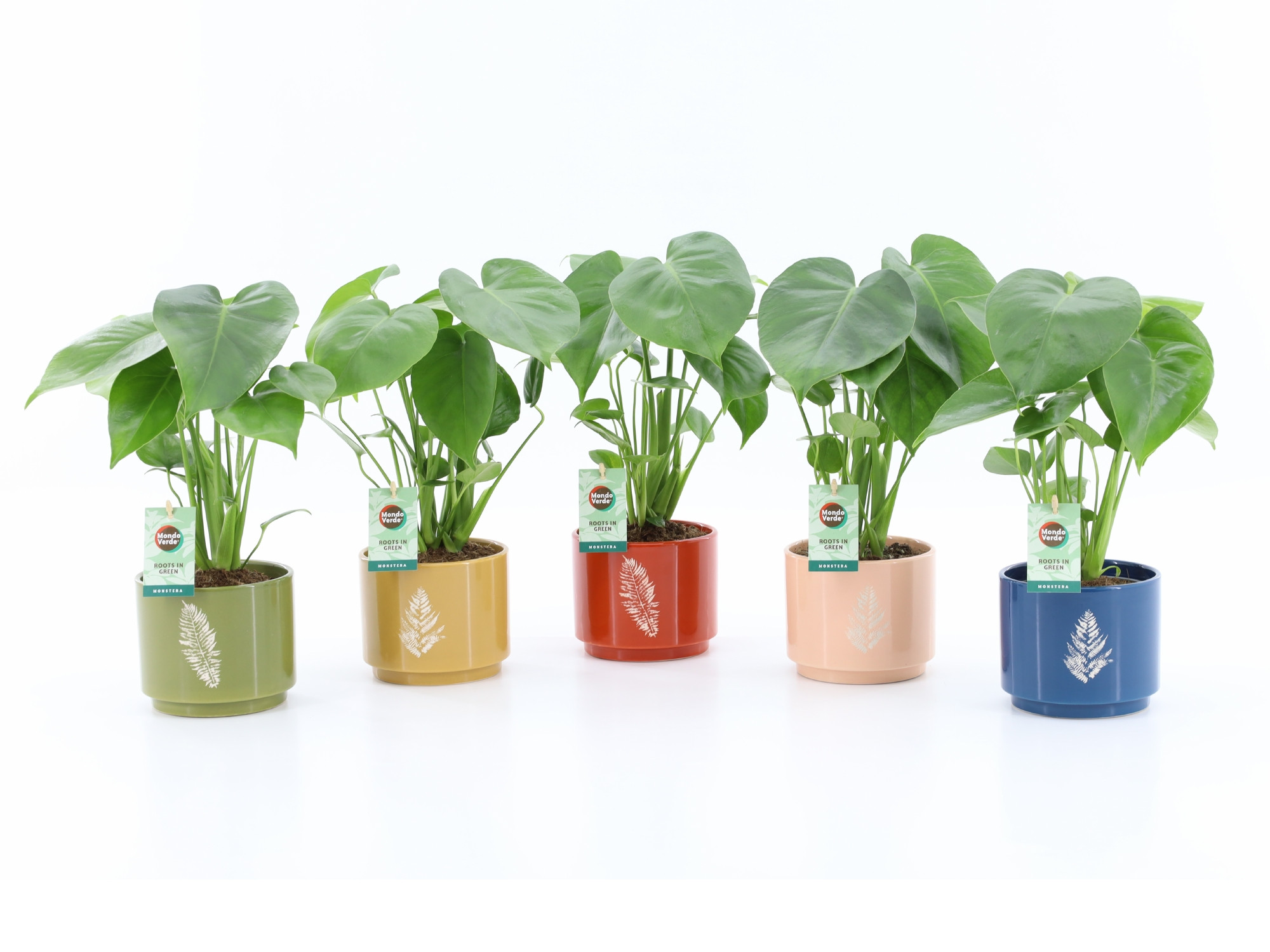 Monstera deliciosa in Artistique Keramiek, D 13