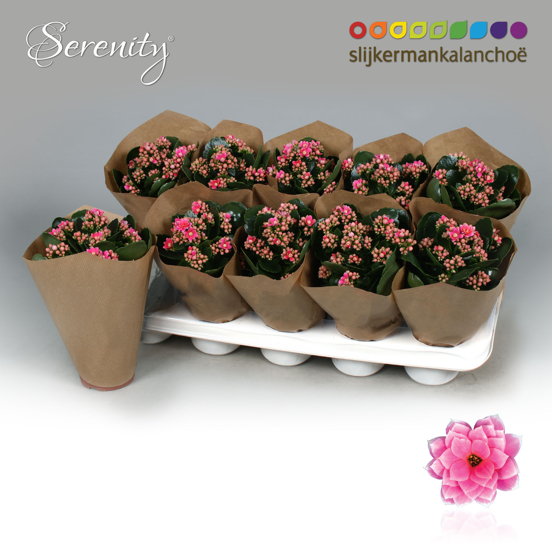 Kalanchoe Papersleeve - Serenity Pink White, D 10,5 cm