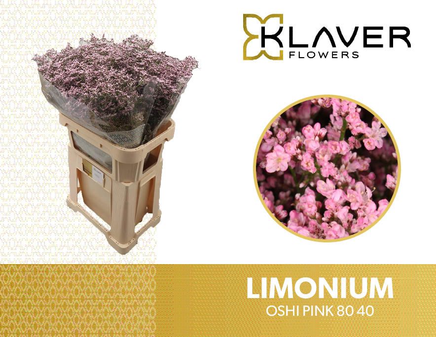 Лимониум Сафора Оши Пинк 80, шт.