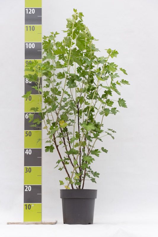 Ribes aureum C 4,6, D 23 cm
