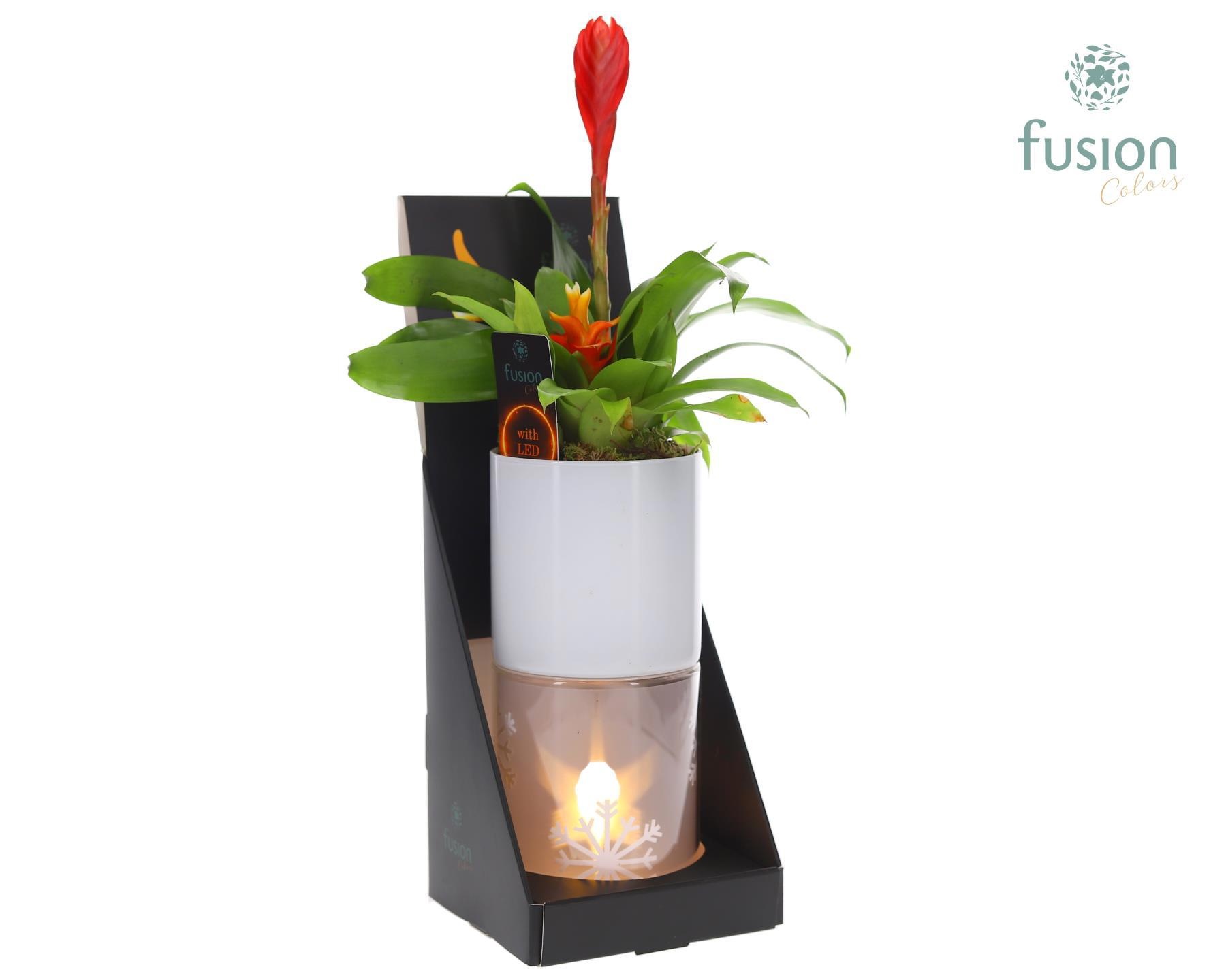 Glas tube Led planter groot met Bromelia, D 11 cm Glas tube Led planter groot met Bromelia, D 11 cm