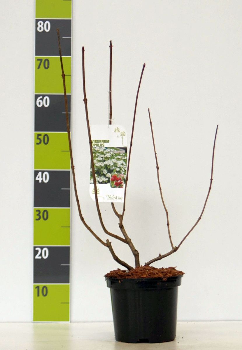 Viburnum opulus C 3, D 19