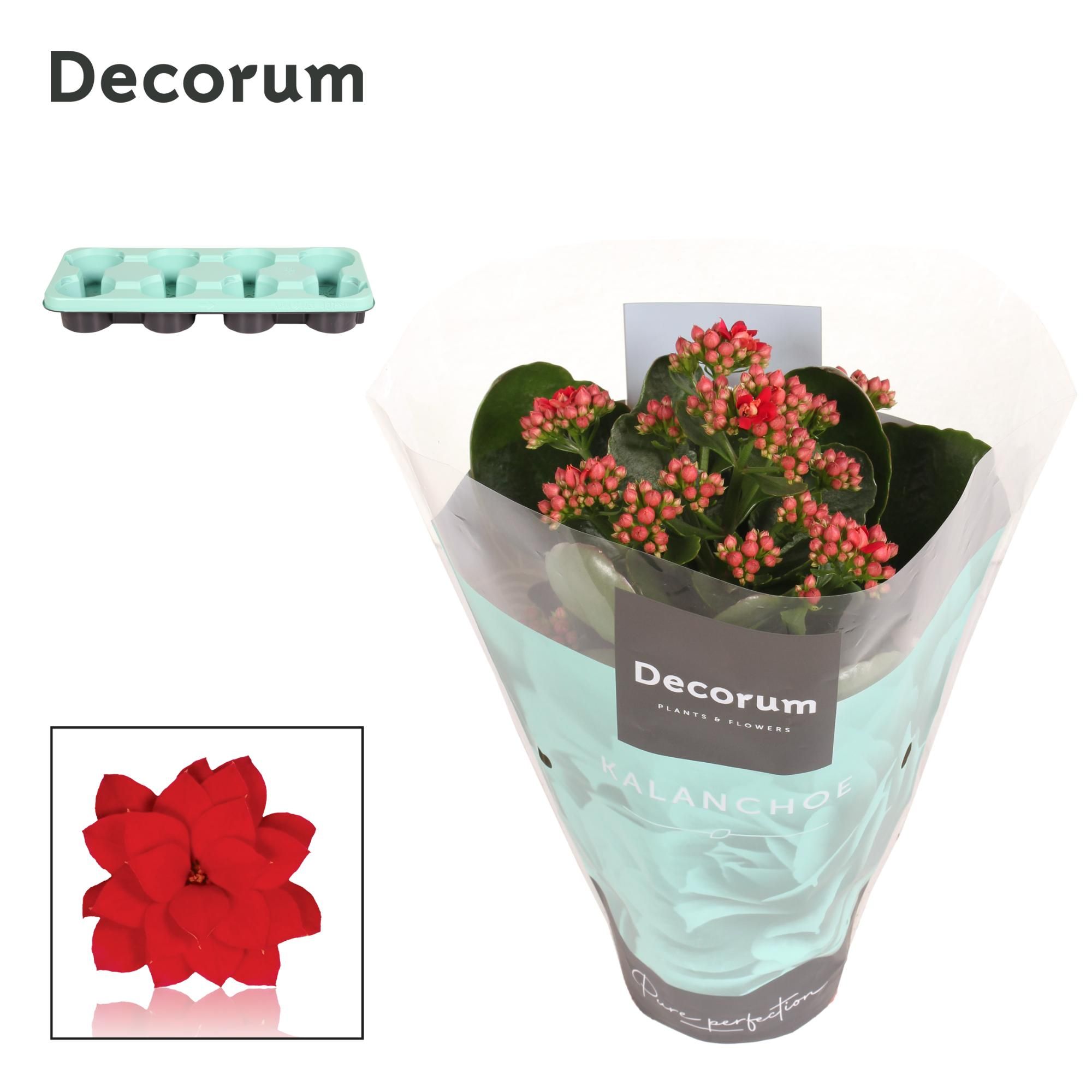 Kalanchoe Decorum - Red, D 12