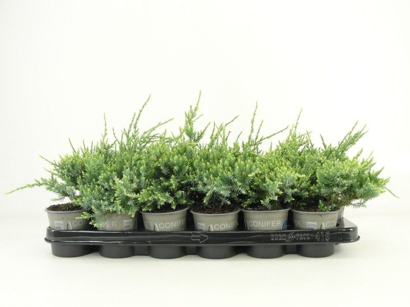 Juniperus squamata 'Holger', D 9