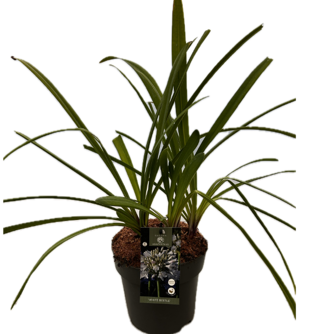 Agapanthus 'White Beetle' P22 GARDEN, D 22