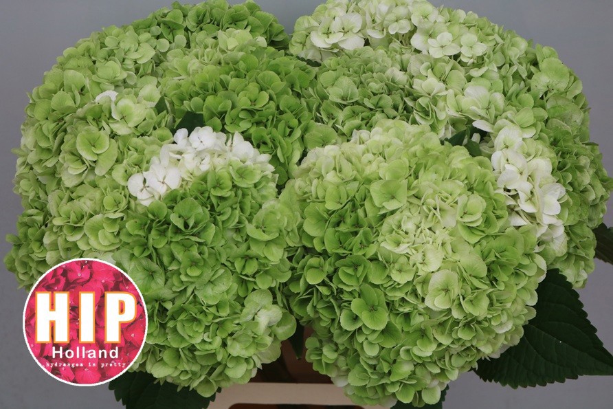 Гортензия Кэннонболл Классик 60, шт.