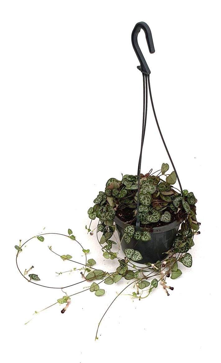 Ceropegia 'String of Hearts', D 14