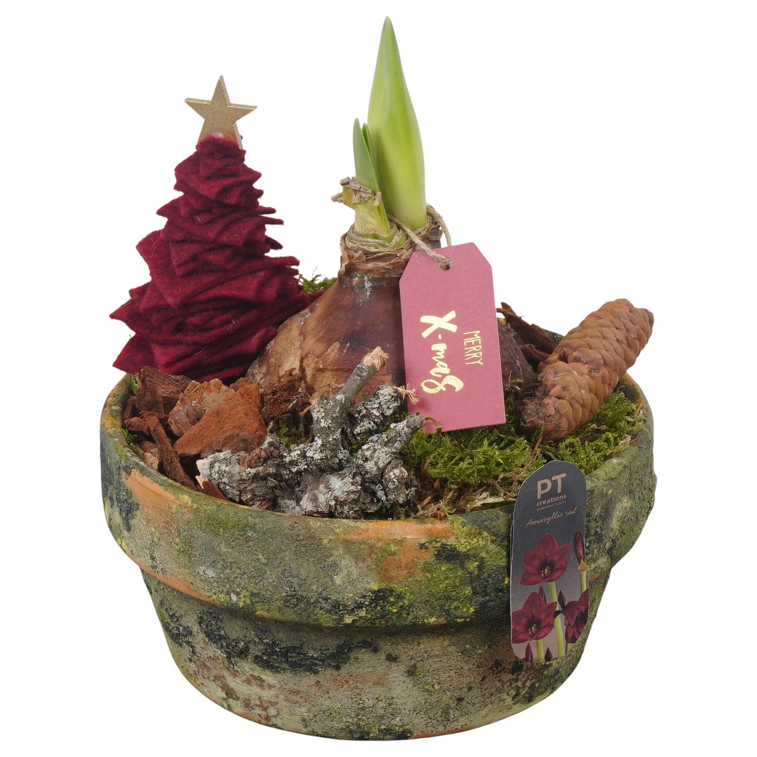 PTACH2531 Arrangement Amaryllis Christmas in terracotta schaal, D 18