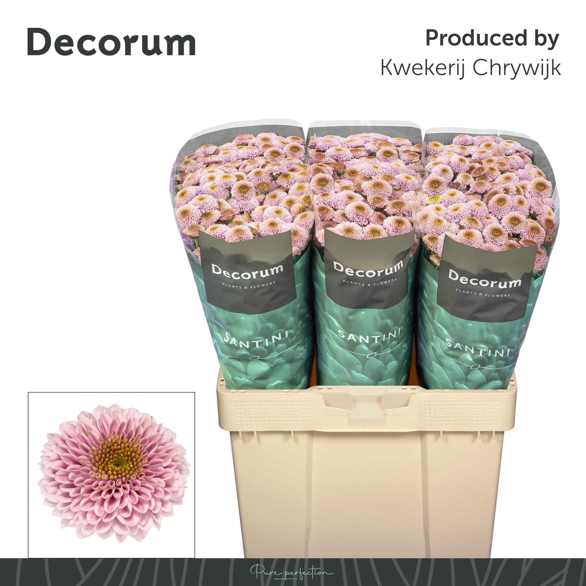 Сантини Дориа Пинк (роз.), шт.