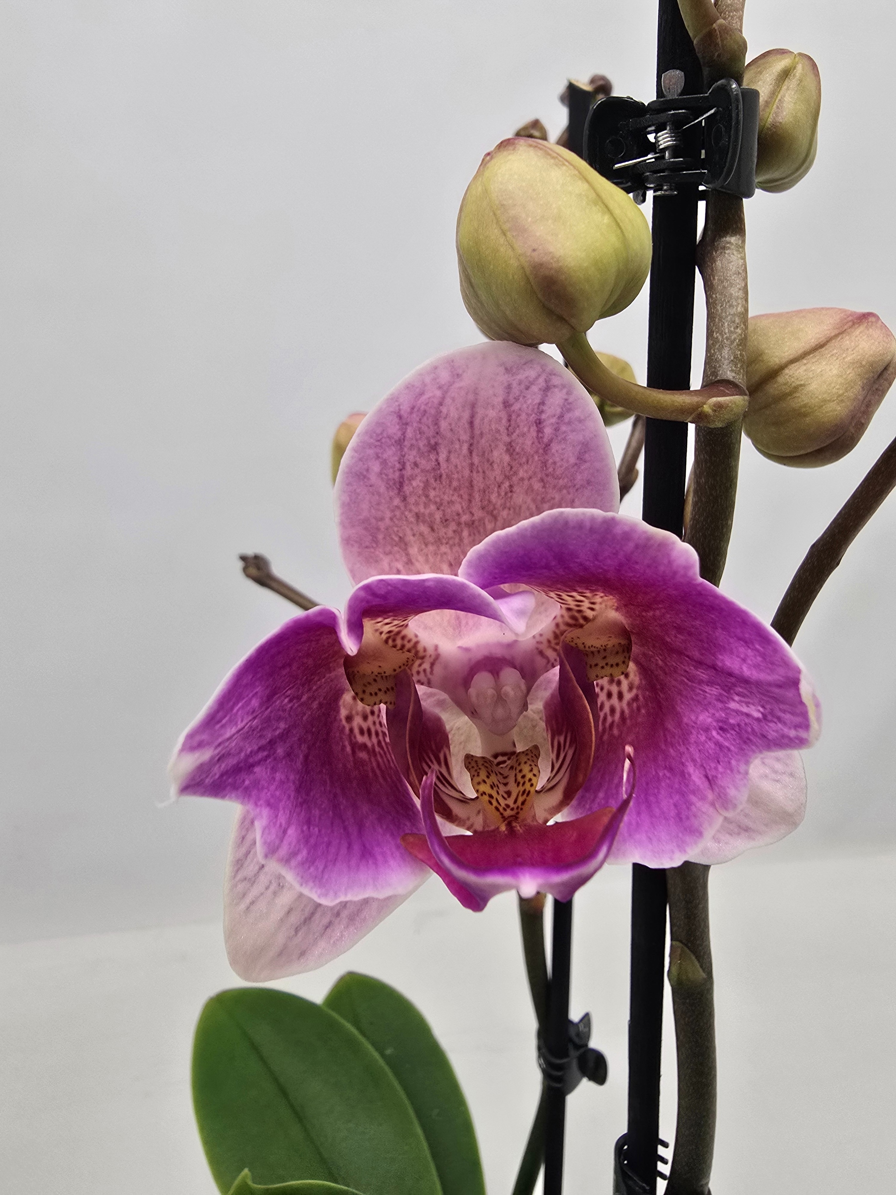 Limited 28 week 5, D 12