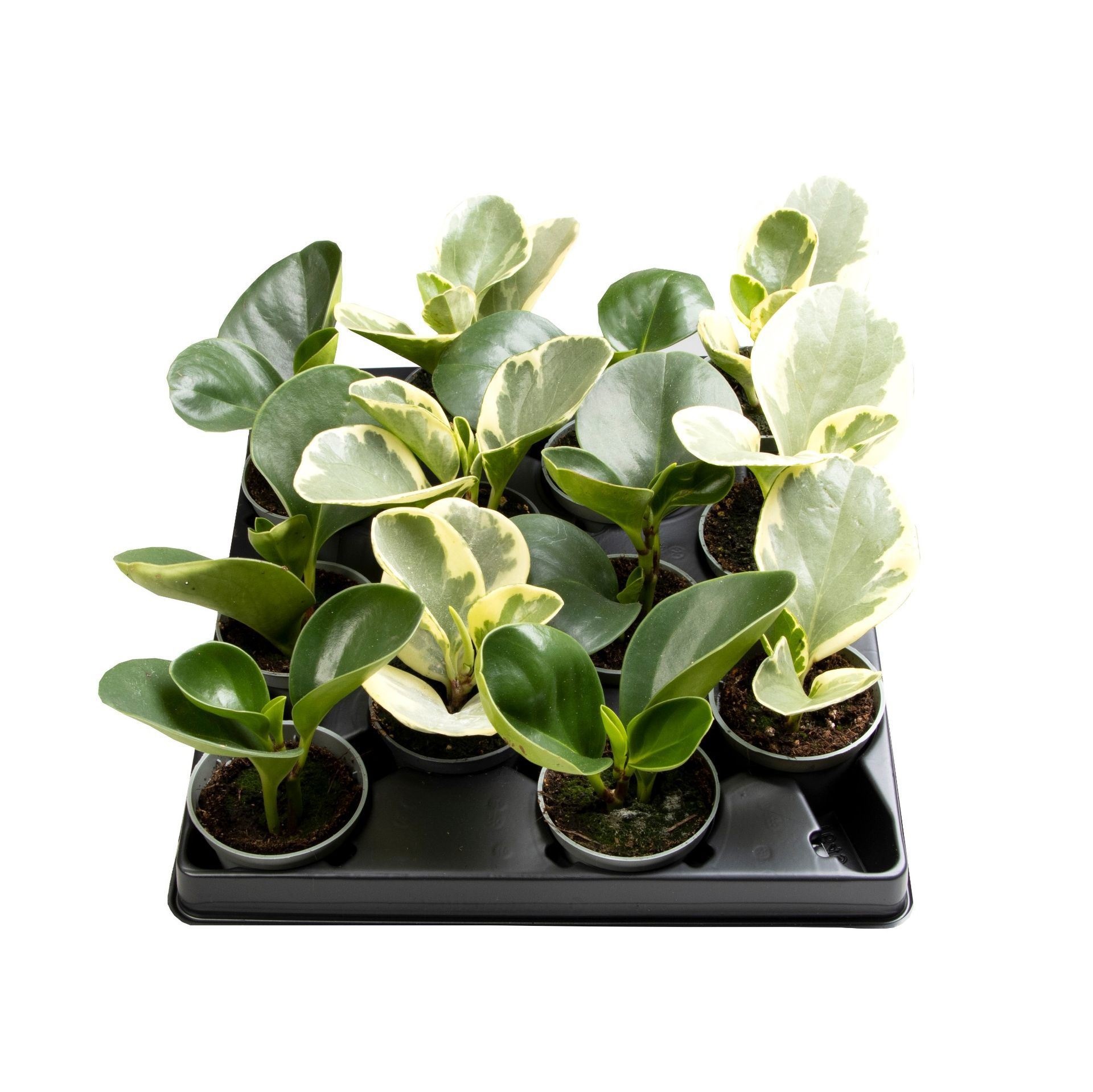 Peperomia Mix 4 varieties, D 6