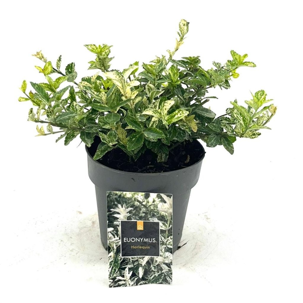 Euonymus fort. 'Harlequin', D 15