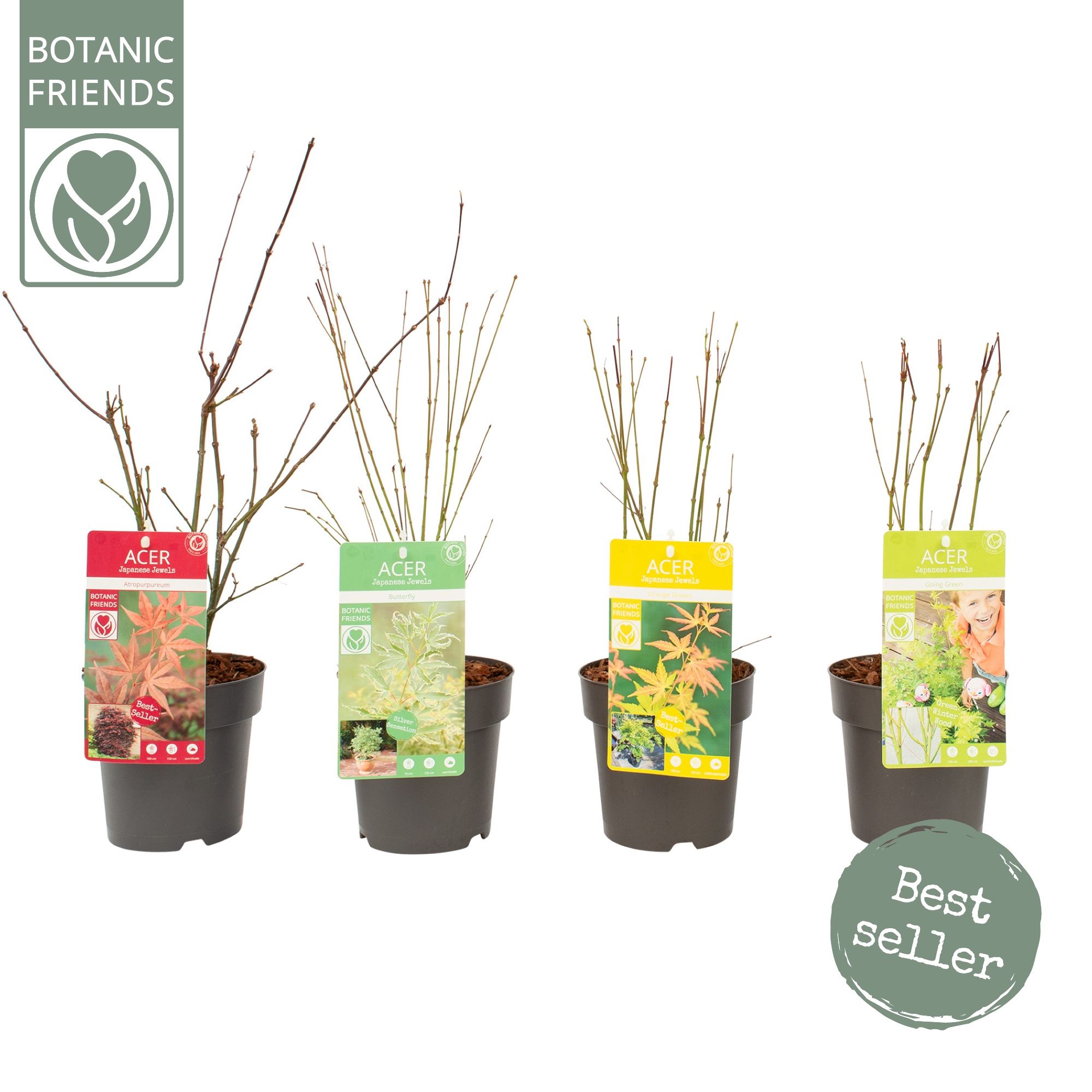 Acer palm. diverse mix, D 15