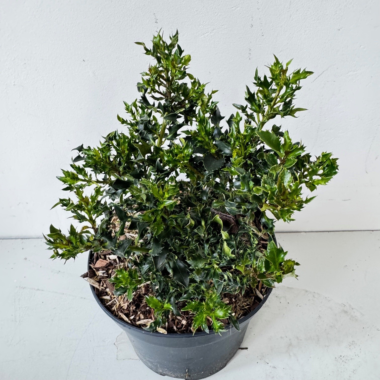 Ilex meserveae 'Horstmann Mini', D 17