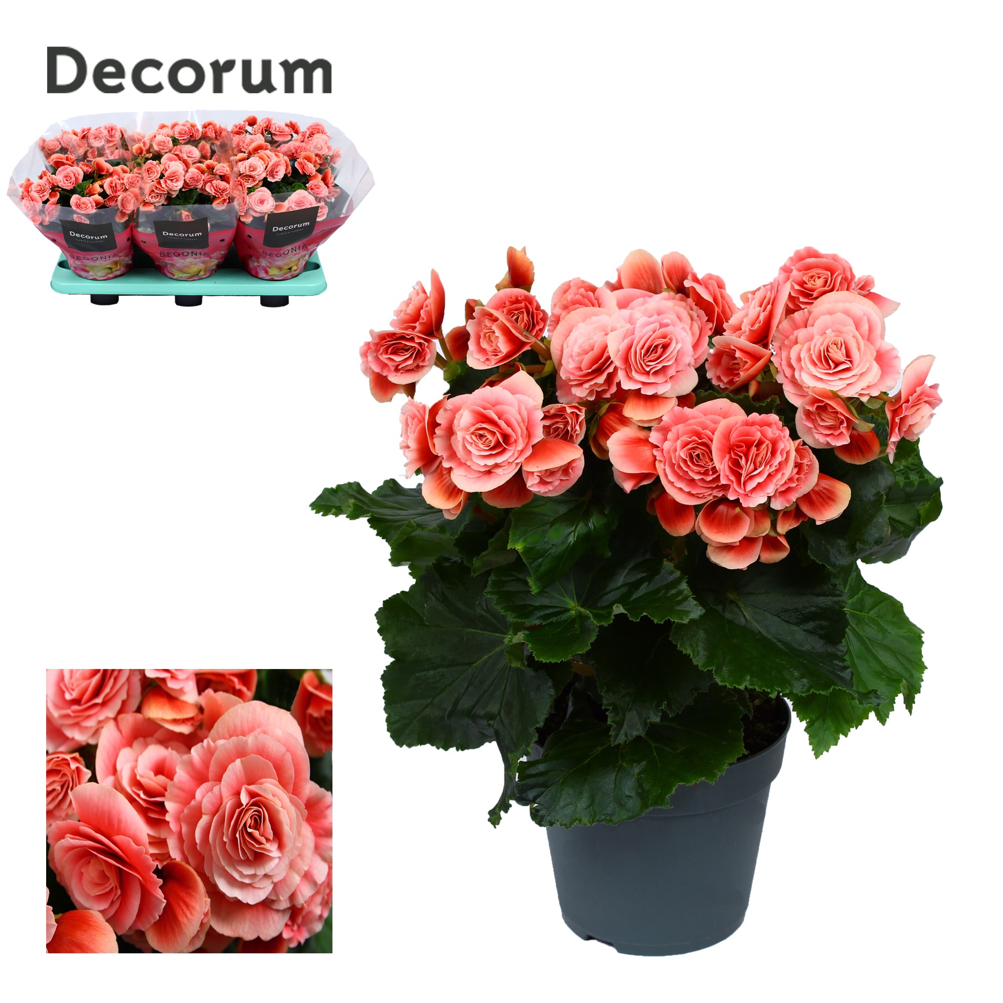 Begonia ''borias'' rose gevlamd Decorum, D 14