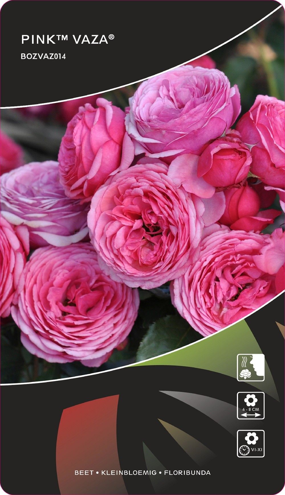 Rosa (F) Pink™Vaza®, D 17