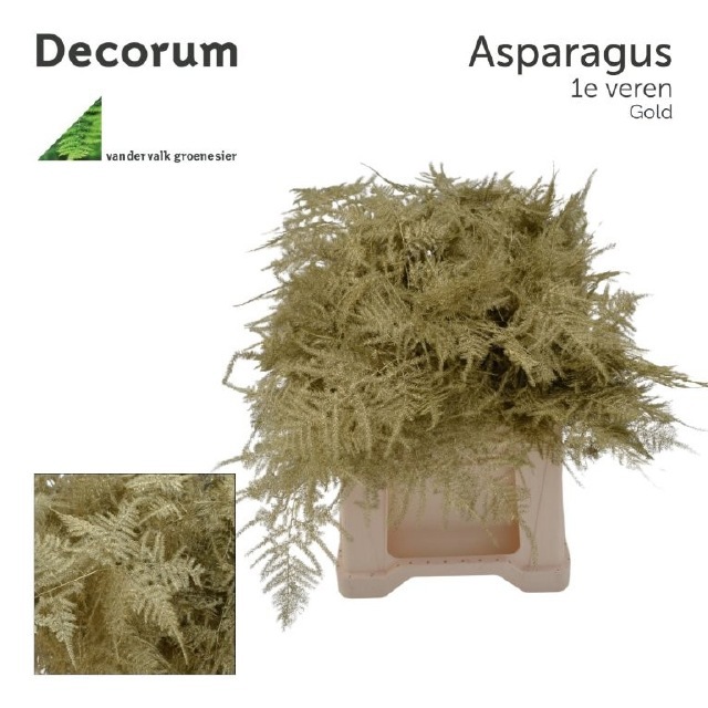 Аспарагус Овериг Крашеный (краш. ) 45, шт.