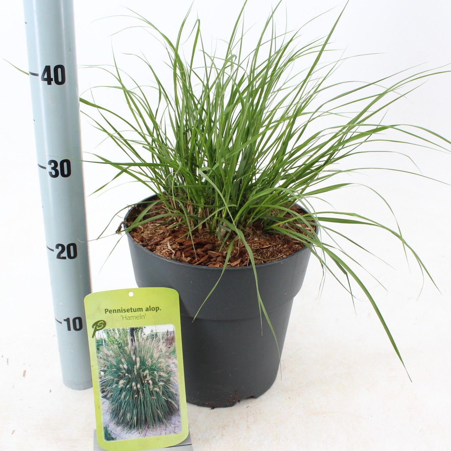 Pennisetum alopecuroides 'Hameln', D 23