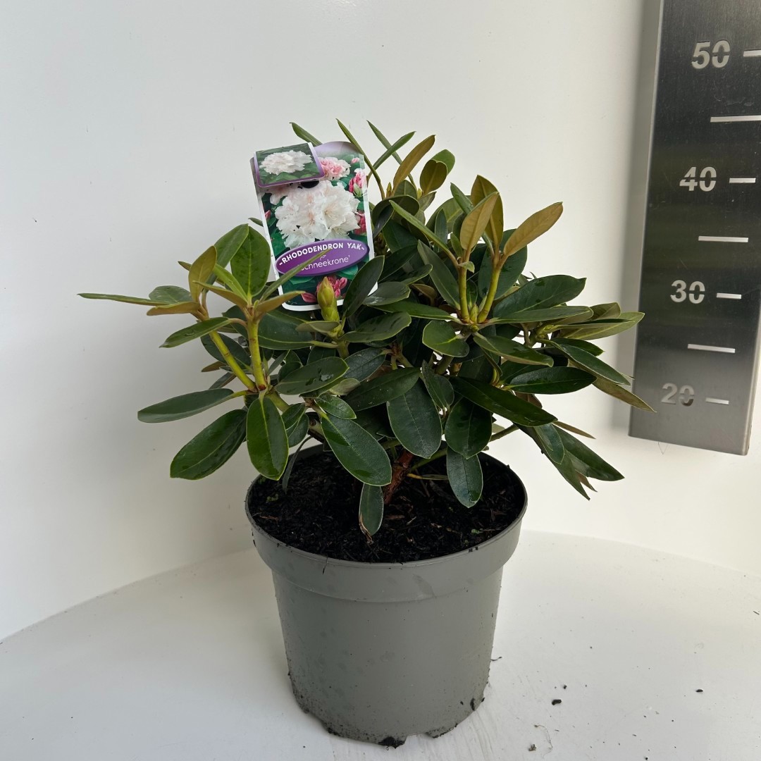 Rhododendron yak. Schneekrone, D 23