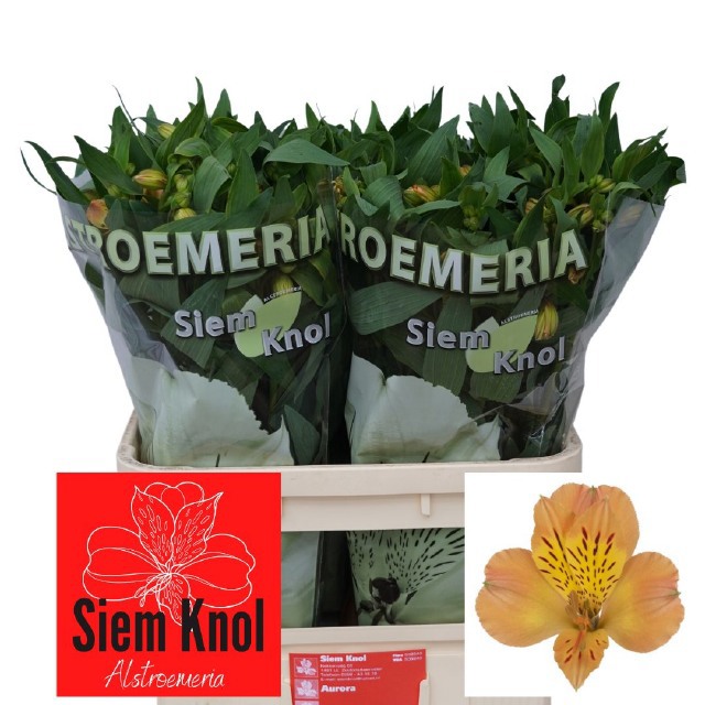 Альстромерия Аврора (желт.), шт.