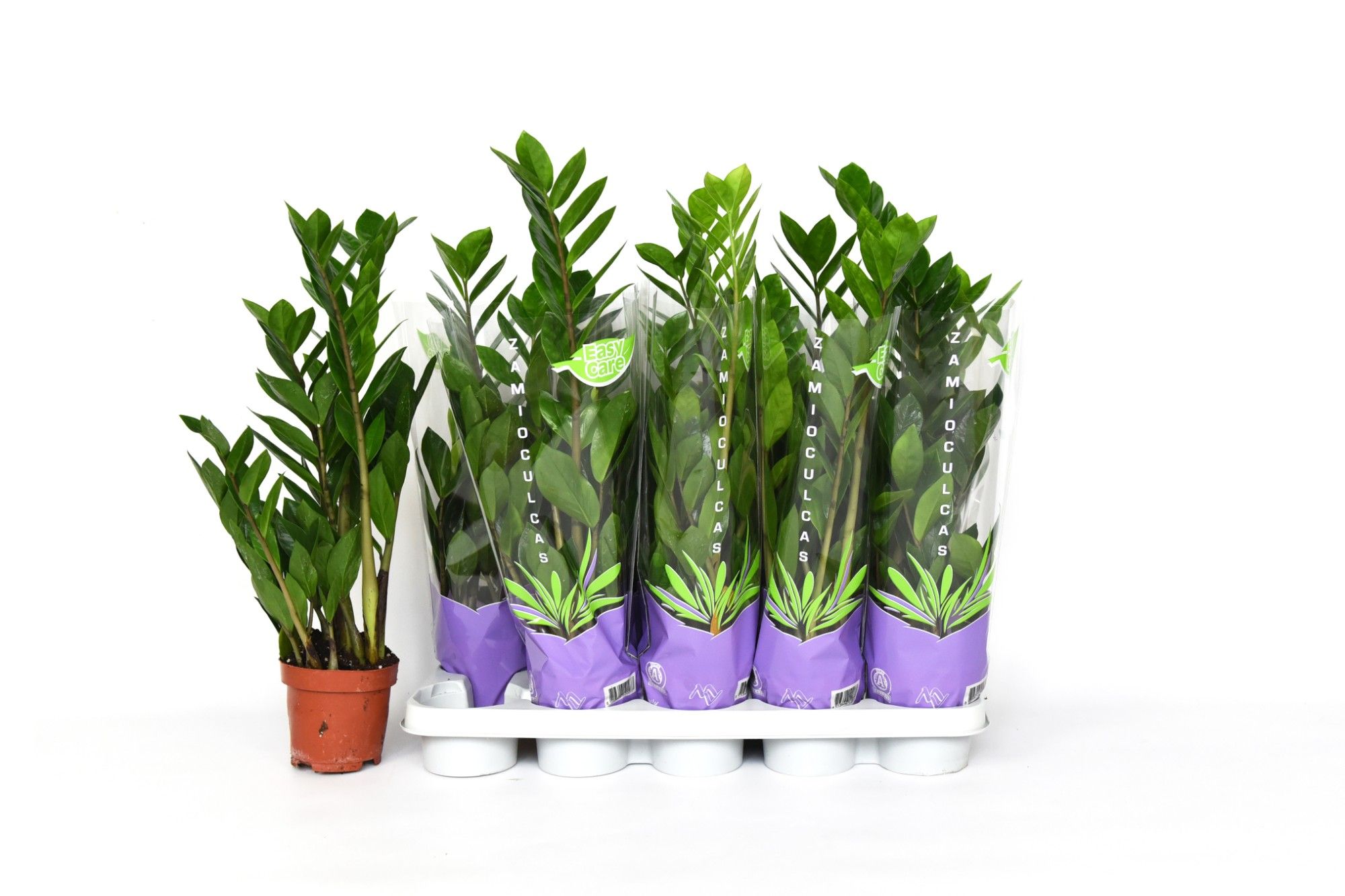 Zamioculcas 55, D 12