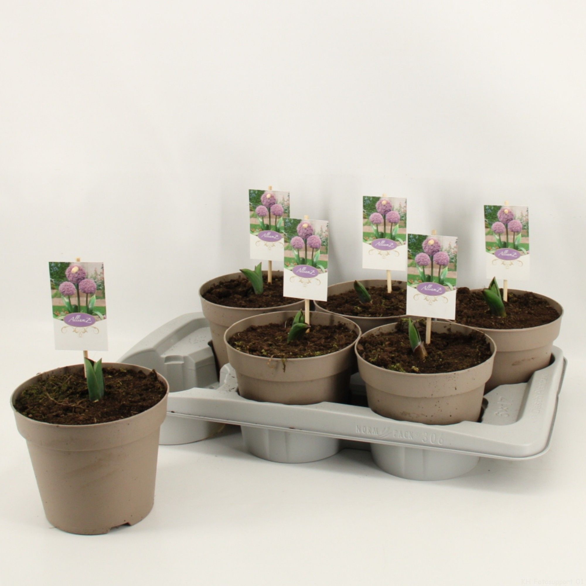 Allium 'Party Balloons' 17cm, D 17