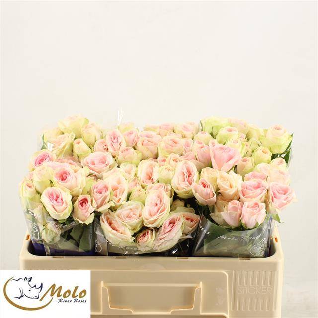 Роза куст. РЛМ Инь Кристин 50, шт.