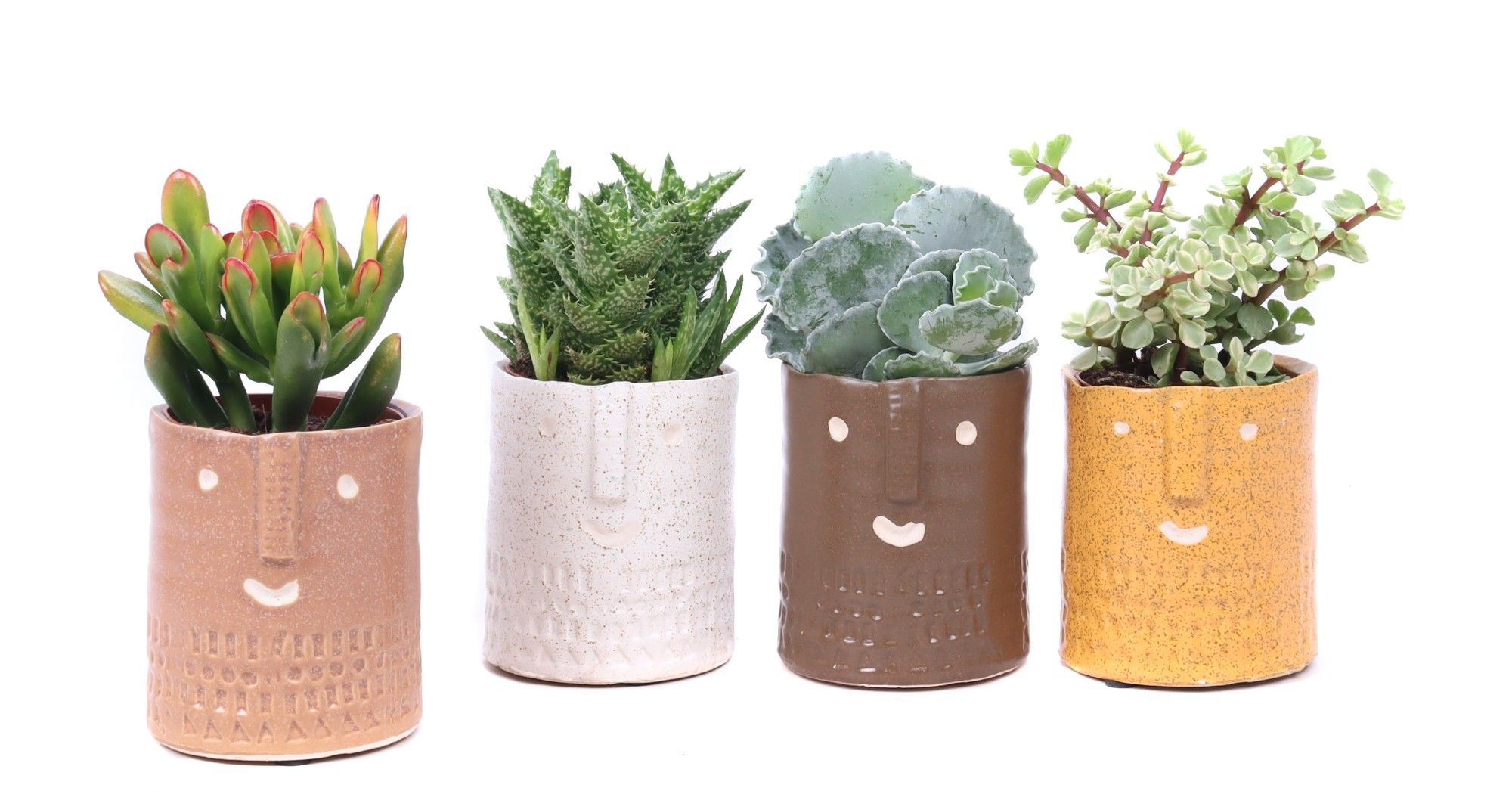 Succulent mix 8,5 cm in Zamora sierpot, D 10