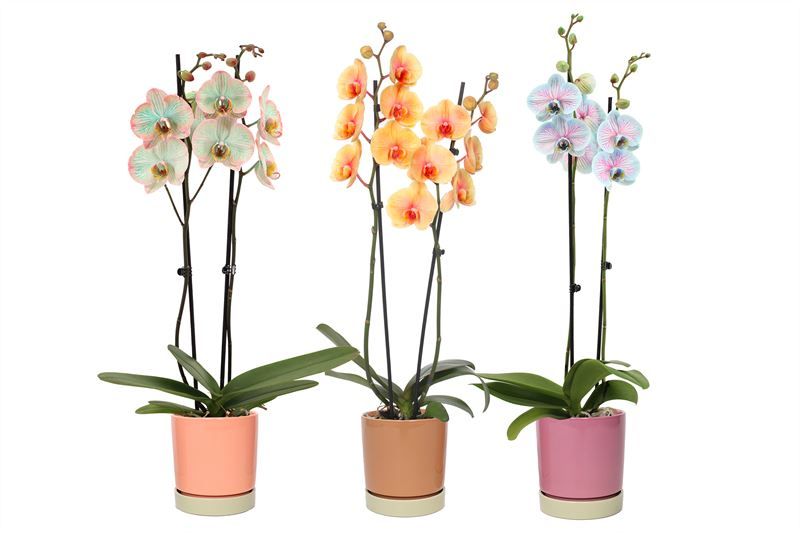 Stoneware p12 Lotte mix Phal I am Special mix 2T14+, D 12