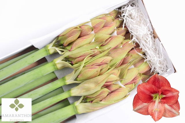 Амарилис Корал Флэйм (красно-зел.) x15, шт.