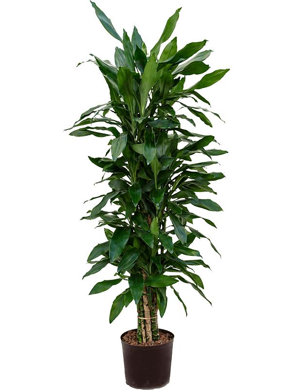 Dracaena fragrans 'Janet Lind', D 22