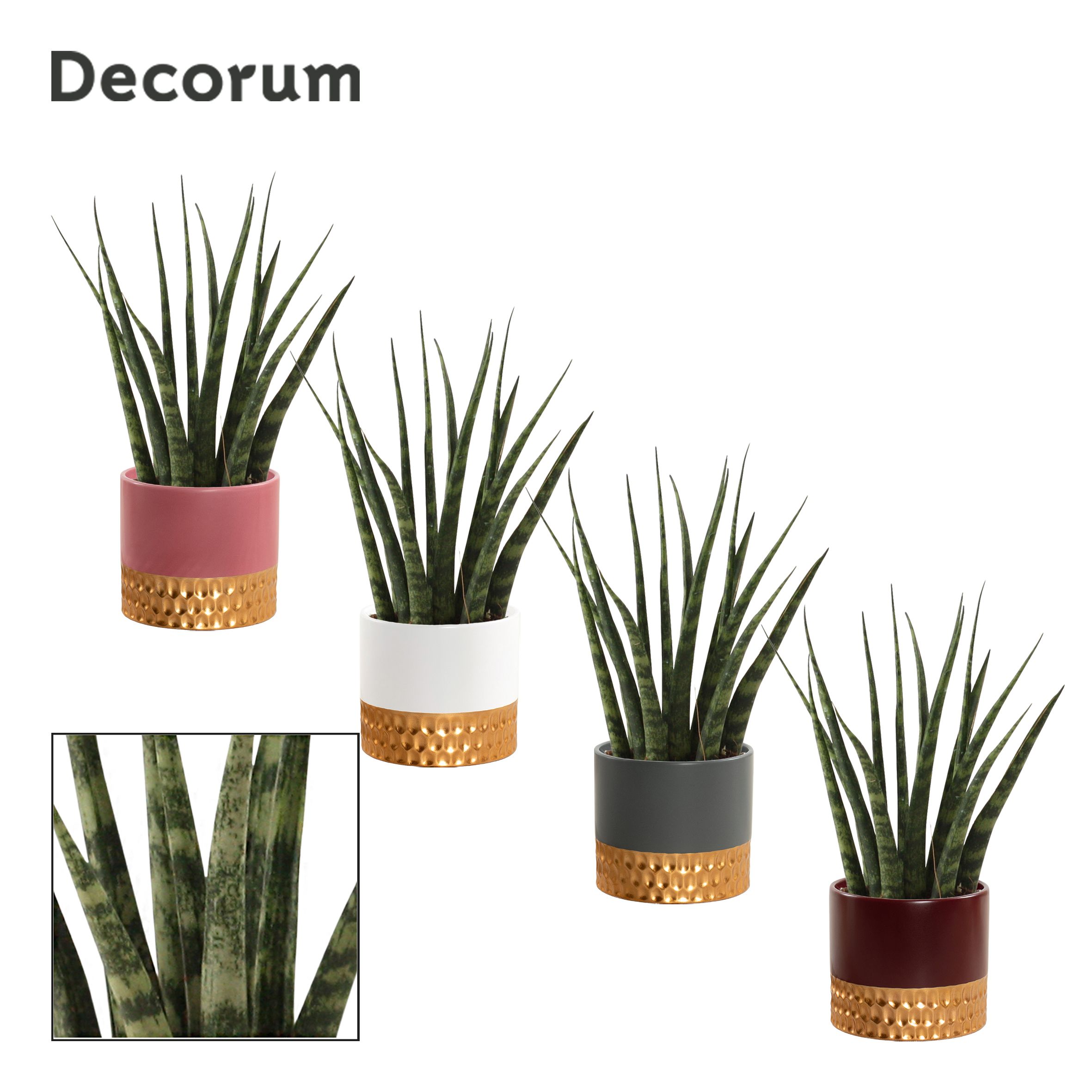 Sansevieria fernwood 9 cm in Frederique (Rich love-collection), D 9 cm Sansevieria fernwood 9 cm in Frederique (Rich love-collection), D 9 cm