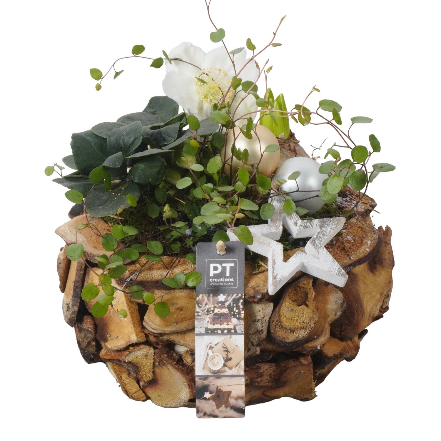 PTWO1907 Arrangement Winter Outdoor in houten bak, D 24 cm PTWO1907 Arrangement Winter Outdoor in houten bak, D 24 cm