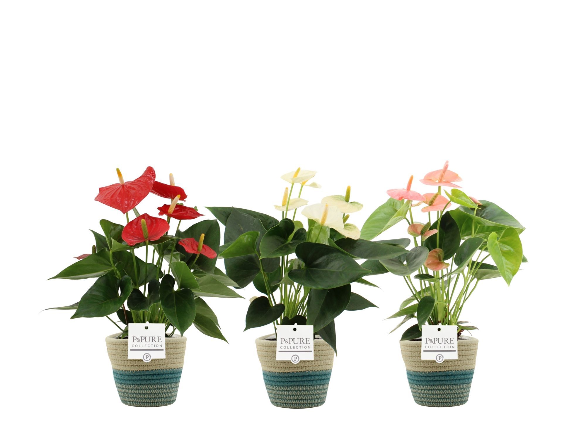 Anthurium 3 color mix PURE Valerie basket, D 12